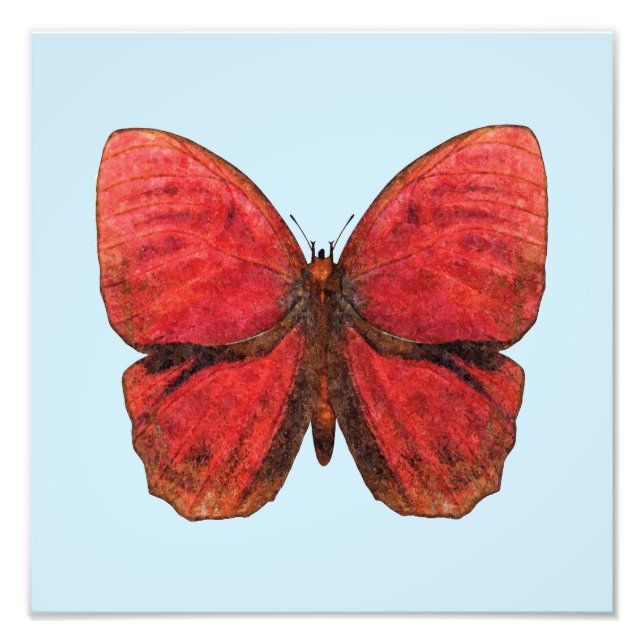 Red Rooster Butterfly Photo Print (Front)