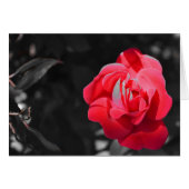 Red Rose (Front Horizontal)