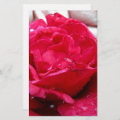 Red Rose (Front/Back)