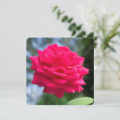 Red rose (Standing Front)
