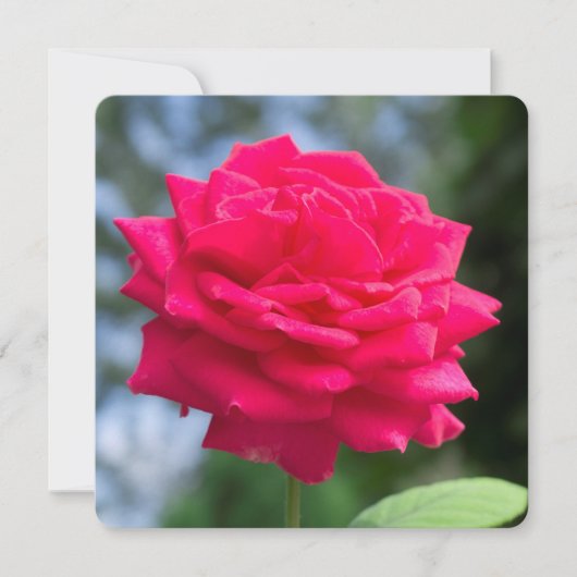 Red rose (Front)