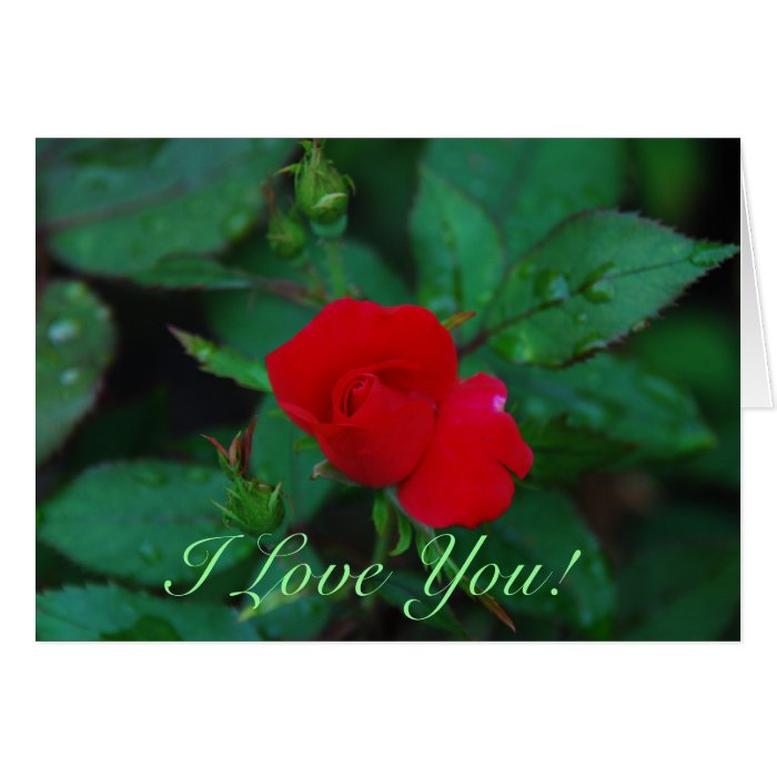 Red Rose 03, I Love You, Card