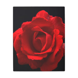 Red Rose 16x20 (40x50cm) wamea Metal Print