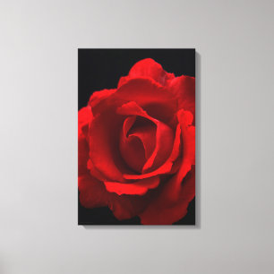 Red Rose 16x24 (40x60cm) waccna Canvas Print
