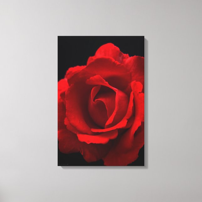Red Rose 16x24 (40x60cm) waccna Canvas Print (Front)