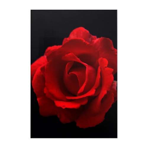Red Rose 20x30 50x75cm waacna Acrylic Print