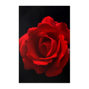 Red Rose 24x36 (60x90cm) waacna Acrylic Print