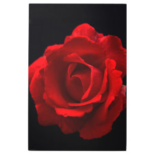 Red Rose 24x36 (60x90cm) wamecna Metal Print