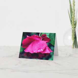 Red Rose After Rain Flower Photography Note Card