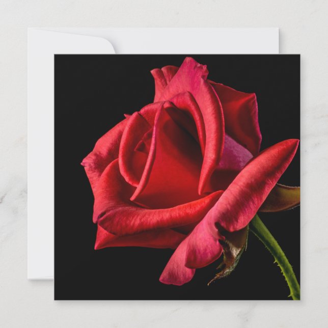 Red Rose Against Black Background Card (Front)