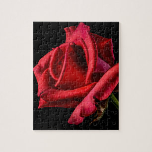 Red Rose Against Black Background Jigsaw Puzzle