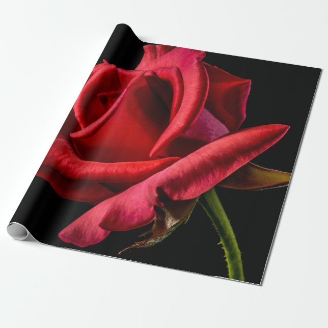 Red Rose Against Black Background Wrapping Paper (Unrolled)