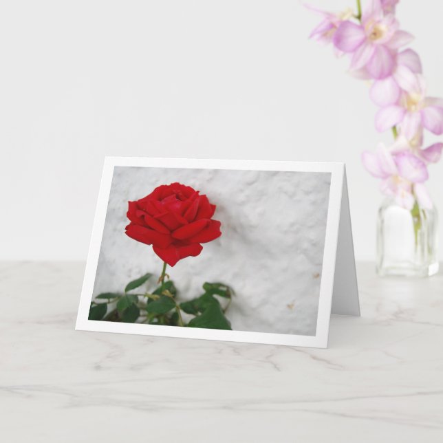 Red Rose against White Wall Card (Orchid)