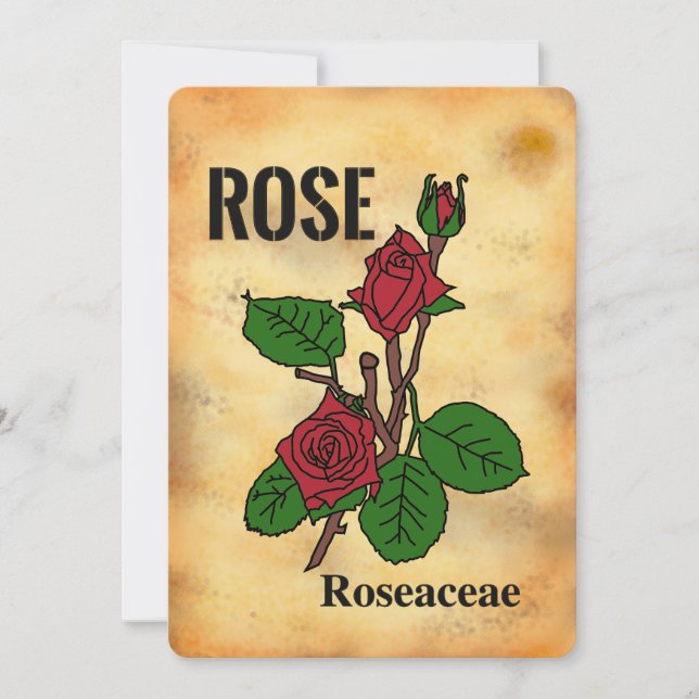 Red rose aged paper style line art Flat Card (Front)