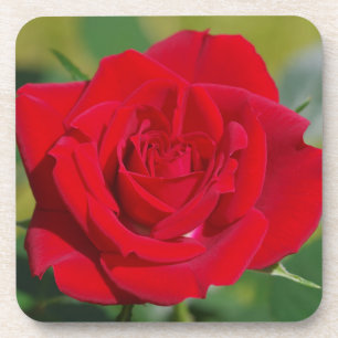 Red Rose Beauty Drink Coaster