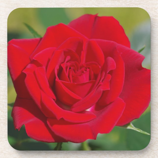 Red Rose Beauty Drink Coaster (Front)