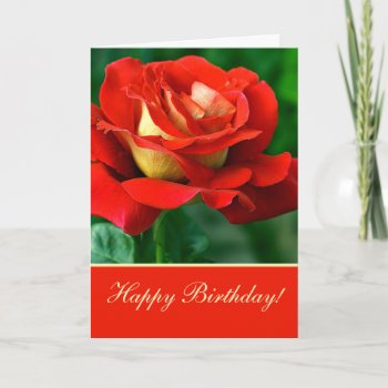 Red Rose Birthday Greeting Card by Koobear at Zazzle