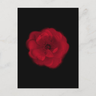 Red Rose. Black Background. Postcard