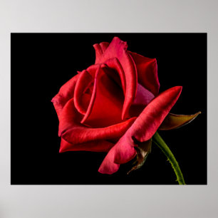 Red rose black background poster