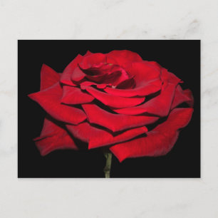 Red Rose - Black Postcard