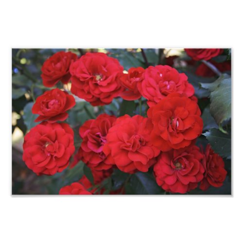 Red Rose Blossoms _ flower photography Photo Print