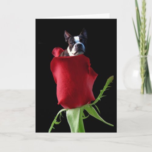 Red rose Boston Terrier greeting card