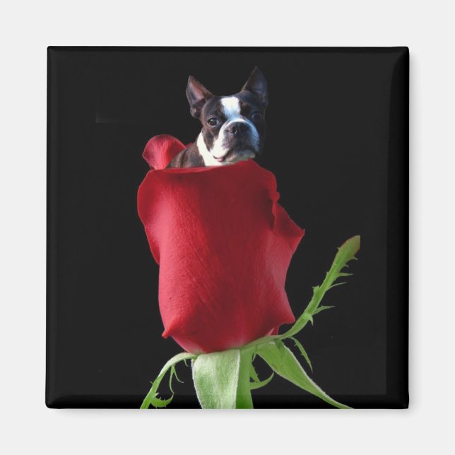 Red rose Boston Terrier magnet (Front)
