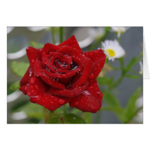 Red Rose Bud Cards