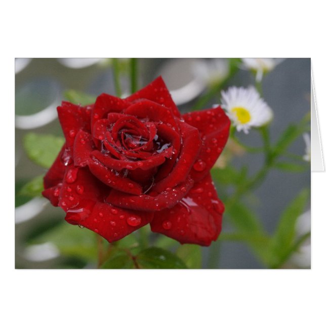 Red Rose Bud Cards (Front Horizontal)