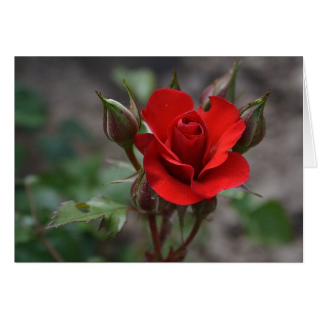 Red Rose Bud Cards (Front Horizontal)