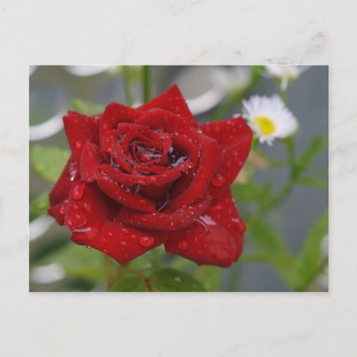 Red Rose Bud Postcard