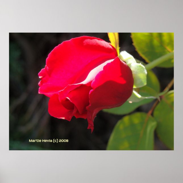 Red Rose Bud Poster (Front)