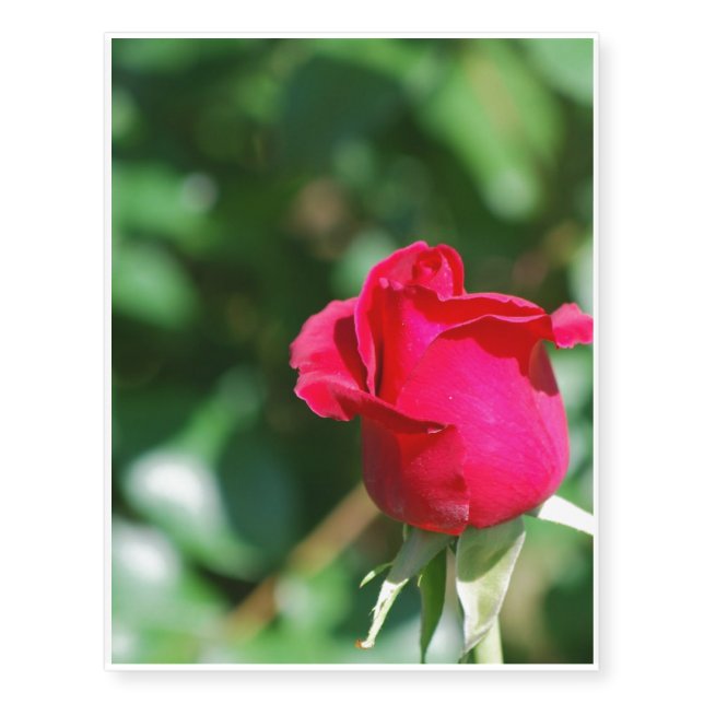 Red Rose Bud Temporary Tattoos (Front)