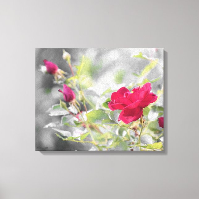 Red Rose Bush Stretched Canvas Print (Front)
