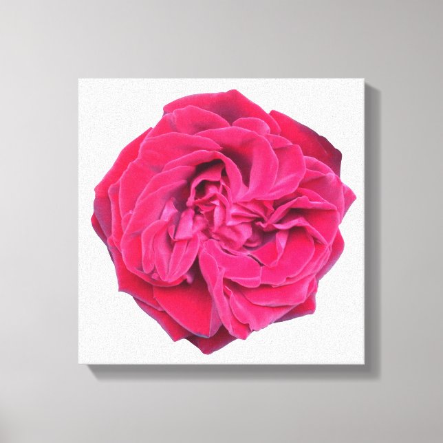 Red Rose Canvas Print (Front)