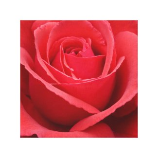 Red rose canvas print
