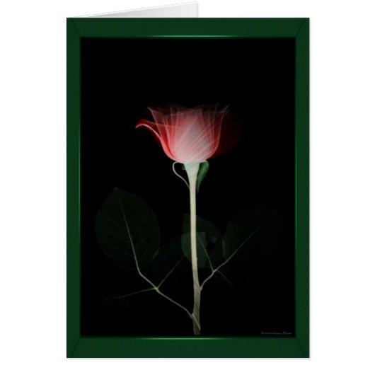 Red Rose Card (Front)