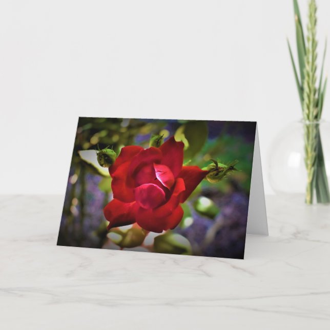 Red Rose, card (Front)