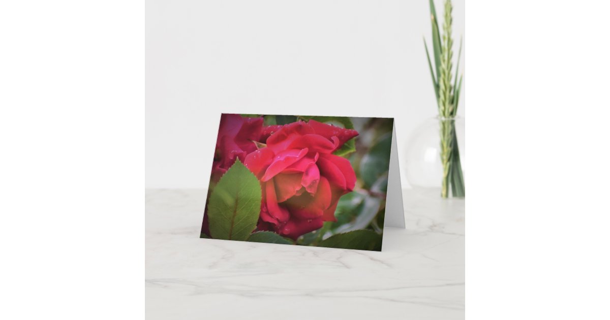 Rose Card Rance Red Rose, card | Zazzle