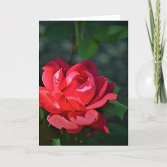 Red Rose, card
