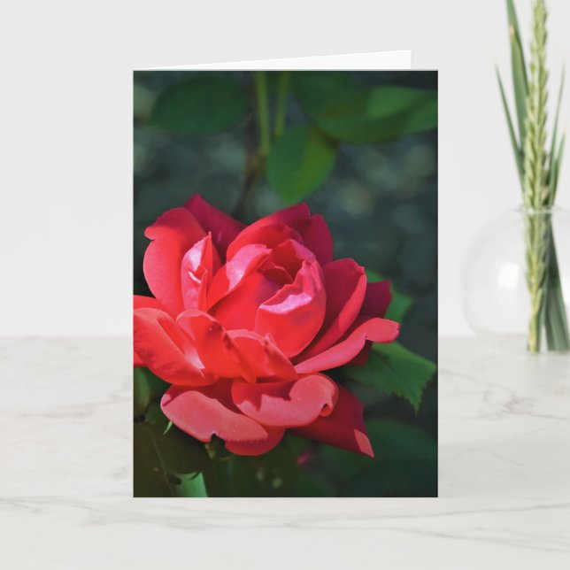 Red Rose, card (Front)