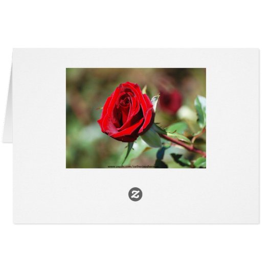Red Rose Card (Back Horizontal)