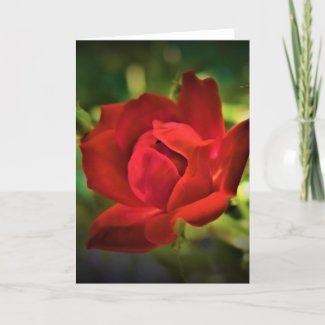 Red Rose, card