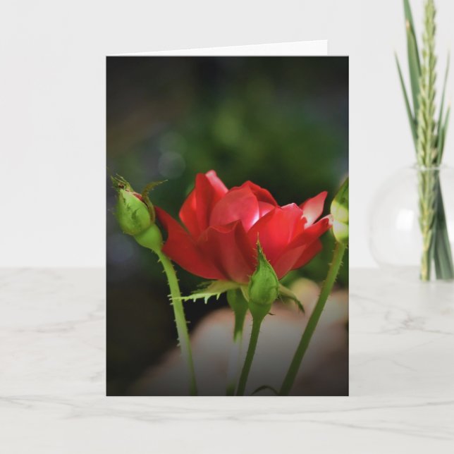 Red Rose, card (Front)