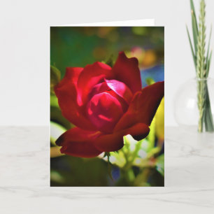 Red Rose, card