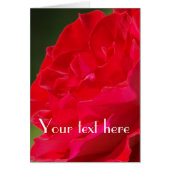 Red Rose - Card (Front)