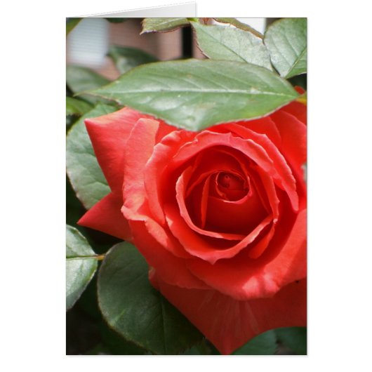 Red Rose Card (Front)