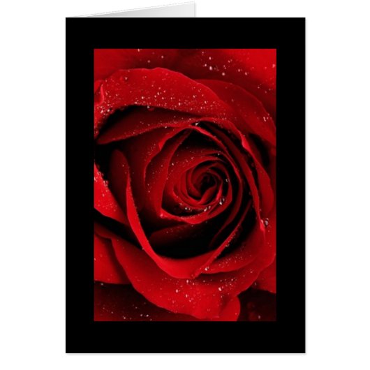Red Rose Cards (Front)