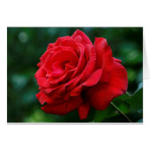 Red Rose Cards (Front Horizontal)