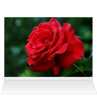 Red Rose Cards